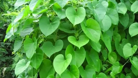 Giloy liver damage Giloy Ayurveda risks Giloy herb warning Guduchi side effects Giloy liver toxic Ayurveda herb dangers immune mediated liver injury Ayurvedic medicine safety Ayurveda liver health Giloy juice side effects Giloy powder risks Giloy supplement dangers Giloy hepatologist warning Giloy autoimmune disease risks Giloy thyroid health caution Giloy diabetes warning Giloy herbal toxicity Giloy and liver disease Ayurveda doctor advice Giloy scientific research Giloy modern medicine Giloy NCCIH research Giloy turmeric