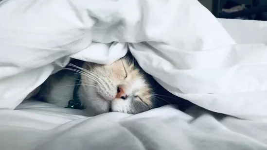 sleep quality tips melatonin and sleep circadian rhythm blue light effects on sleep doomscrolling before bed sleep hygiene doctor sleep advice blackout curtains for sleep sleep mask benefits nightlight red light sleep pineal gland melatonin production smartphone blue light sleep disruption how light affects sleep quality healthy sleep environment bedroom darkness and sleep best room temperature for sleep improve sleep