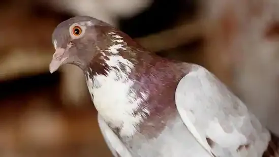 pigeon droppings lung health pigeon droppings respiratory risk feeding pigeons lung fibrosis bird fancier’s lung hypersensitivity pneumonitis histoplasmosis cryptococcosis chronic cough shortness of breath lung infection respiratory disease lung damage lung inflammation flu-like symptoms city pigeons India urban pigeons Harsha Bhogle pigeon safety protective gear masks gloves wet cleaning mesh screens nest prevention pigeon diseases lung care pulmonologist Dr Manav Manchanda Dr Hemant Kalra pigeon poop health hazard airborne particles lung infection symptoms prevent pigeon exposure lung scarring lung failure respiratory hygiene city bird risks urban wildlife pigeon nesting health tips environmental health