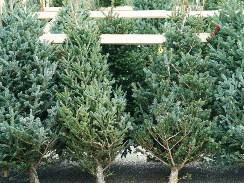 Christmas tree Dubai real Christmas tree Dubai artificial Christmas tree Dubai Dubai festive shopping Christmas decorations Dubai Christmas season Dubai holiday shopping Dubai ACE Christmas tree Carrefour Christmas tree Dubai Christmas Trees UAE Kibsons Dubai Christmas FNP Christmas tree Satwa Plant Street Dubai IKEA Christmas tree Daiso Christmas tree Home Centre Christmas tree Dubai fir tree Dubai buy Christmas tree Dubai festive home décor Dubai Christmas gifts Dubai holiday preparation Dubai tree delivery Dubai Dubai malls Christmas tree Dubai winter shopping Dubai seasonal shopping Dubai holiday home setup Dubai tree options Dubai Christmas market style shopping