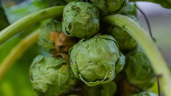 brussels sprouts benefits brussels sprouts nutrition gut health vegetables sulforaphane myrosinase enzyme fibre rich foods healthy cooking methods roasting vegetables olive oil nutrition vitamin k absorption anti inflammatory foods cruciferous vegetables digestive