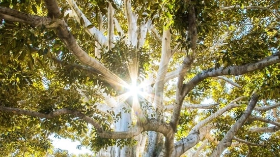 nature and mental health nature exposure stress reduction neuroscience study brain and nature stress relief green space mental health nature benefits brain function stress and brain networks neurosurgeon explanation nature therapy limits medical advice mental health care brain imaging studies fMRI EEG brain health stress management natural environments mental wellbeing attention restoration brain overload