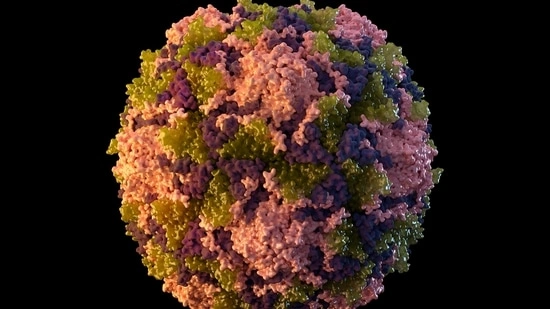 hantavirus outbreak cruise ship virus symptoms WHO hantavirus news human to human